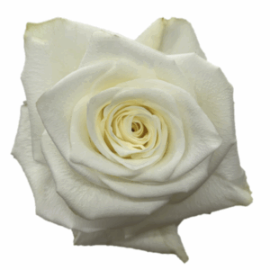 ROSE HIGHLIGHT - 60 CM